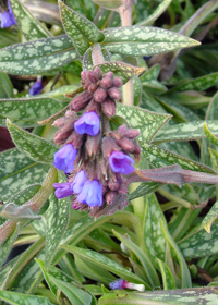 Pulmonaria longifolia 'E.B. Anderson'